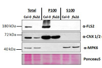 FLS2 | Flagellin-sensitive 2 in the group Antibodies Plant/Algal / Environmental Stress / Pathogen attack at Agrisera AB (Antibodies for research) (AS12 1857)